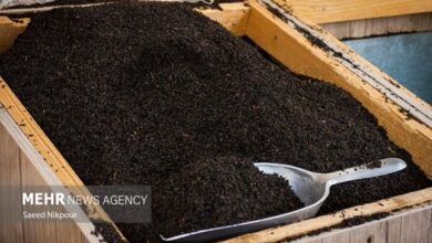 ثبت سفارش واردات انبه و چای از فردا - هشت صبح