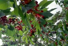 ارزآوری ۴.۳ میلیارد دلاری محصولات باغی و گلخانه‌ای - هشت صبح