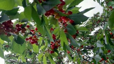 ارزآوری ۴.۳ میلیارد دلاری محصولات باغی و گلخانهای - هشت صبح