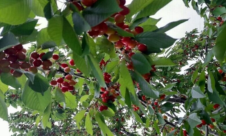 ارزآوری ۴.۳ میلیارد دلاری محصولات باغی و گلخانه‌ای - هشت صبح