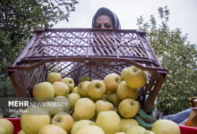 از قفقاز تا خلیج فارس؛ سیب آذربایجان شرقی در مسیر بازارهای جهانی