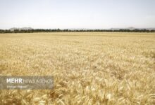 پرداخت ۴۱.۸ همت دیگر از مطالبات گندم‌کاران - هشت صبح