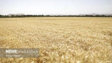 پرداخت ۴۱.۸ همت دیگر از مطالبات گندم‌کاران - هشت صبح