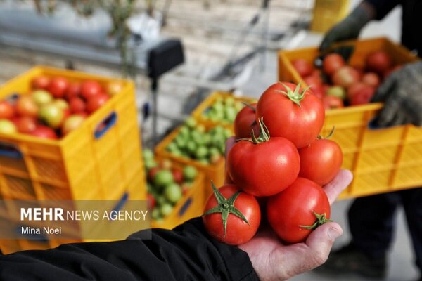 اعمال محدودیتهای صادراتی برای گوجهفرنگی رد شد - هشت صبح