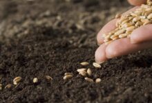 بهای خرید تضمینی گندم در کمیسیون تخصصی شورای قیمت‌گذاری بررسی شد - هشت صبح