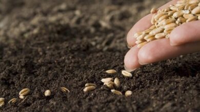 بهای خرید تضمینی گندم در کمیسیون تخصصی شورای قیمتگذاری بررسی شد - هشت صبح