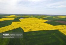 صدور شناسنامه برای صادرات محصولات کشاورزی در حال پیگیری است - هشت صبح