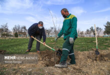 پویش ملی نهال‌کاری همزمان با روز ملی روستا و عشایر برگزار می‌شود - هشت صبح