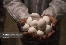 «شهر تخم‌مرغ» به زودی در کشور افتتاح می‌شود - هشت صبح