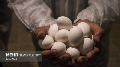 «شهر تخم‌مرغ» به زودی در کشور افتتاح می‌شود - هشت صبح