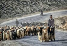 گوشت عشایری گران است یا بازار آن را گران می‌کند؟ - هشت صبح