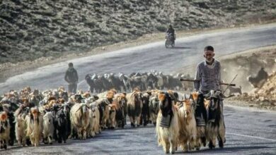 گوشت عشایری گران است یا بازار آن را گران می‌کند؟ - هشت صبح