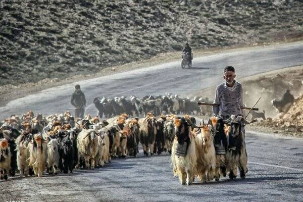 گوشت عشایری گران است یا بازار آن را گران میکند؟ - هشت صبح