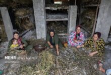 فعال‌سازی ۱۲ زنجیره ارزش روستایی برای توسعه اشتغال - هشت صبح