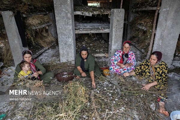 فعال‌سازی ۱۲ زنجیره ارزش روستایی برای توسعه اشتغال - هشت صبح