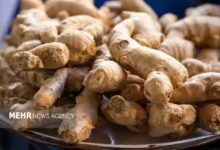 شرایط قرنطینه‌ای واردات زنجبیل تازه از برزیل و پرو اعلام شد - هشت صبح