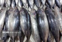 ثبت سفارش واردات ماهی تن از ۲۶ مهر - هشت صبح