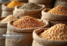 افت قیمت جهانی گندم و ذرت در برابر گرانی روغن و برنج - هشت صبح