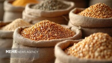 افت قیمت جهانی گندم و ذرت در برابر گرانی روغن و برنج - هشت صبح