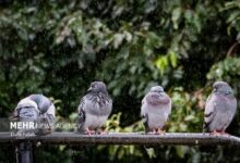 هشدار تشدید بارش‌ها در ۴ استان؛ وقوع سیلاب و سرمازدگی محصولات کشاورزی - هشت صبح