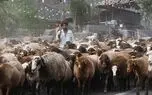 تصاویر؛ انسداد دردسرساز کندوان برای کوچ دام‌ها